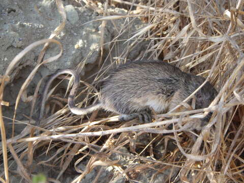 Image of California pocket mouse