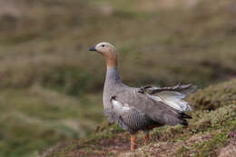 Image of Ruddy-headed Goose