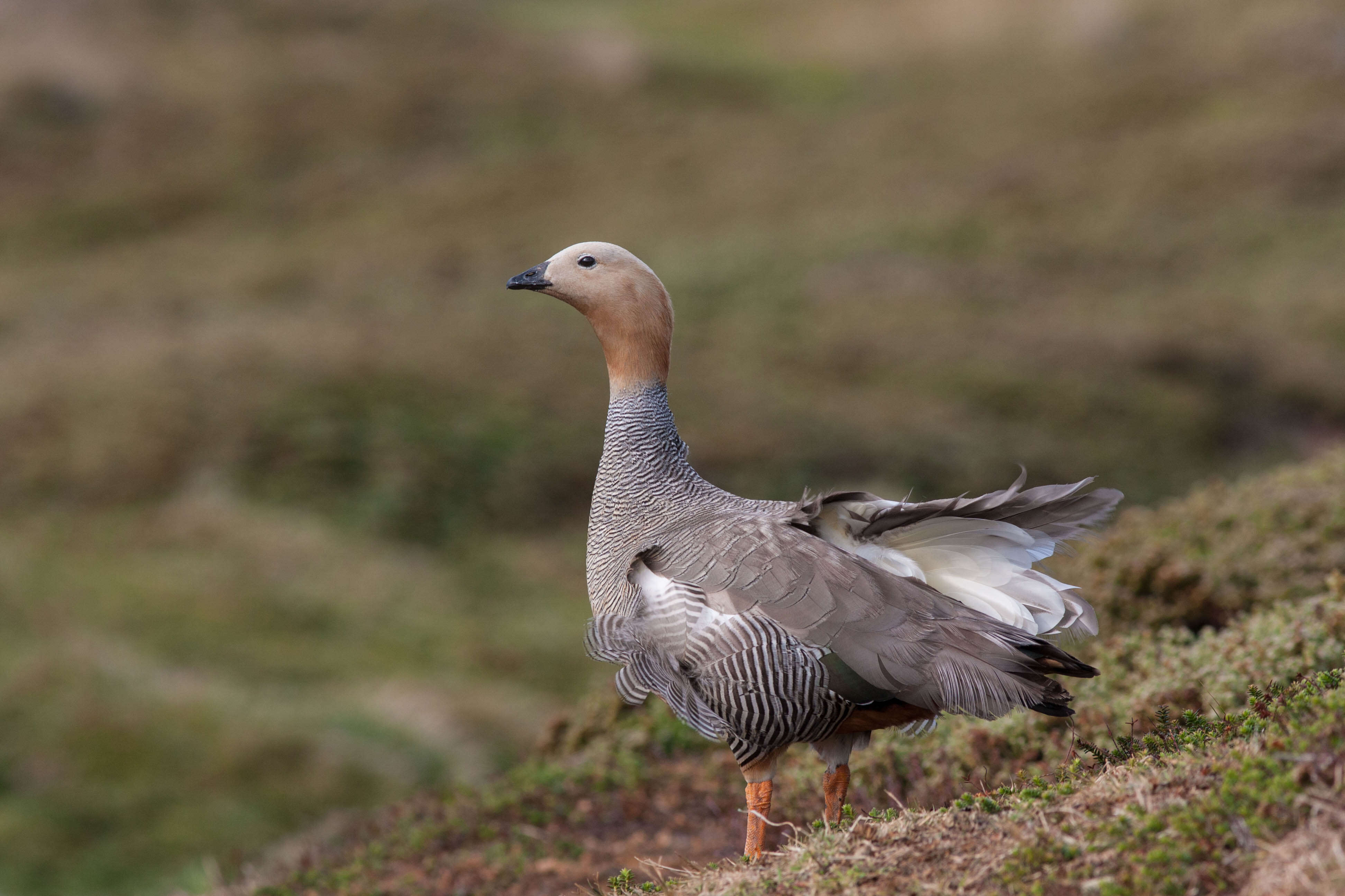 Image of Ruddy-headed Goose