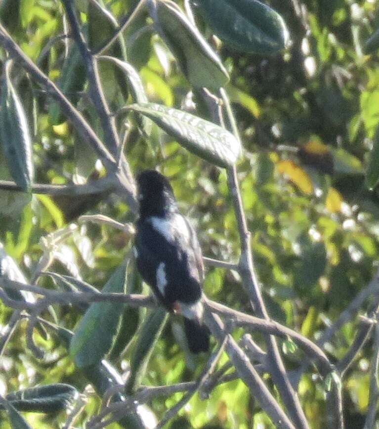 Image of Black-girdled Barbet