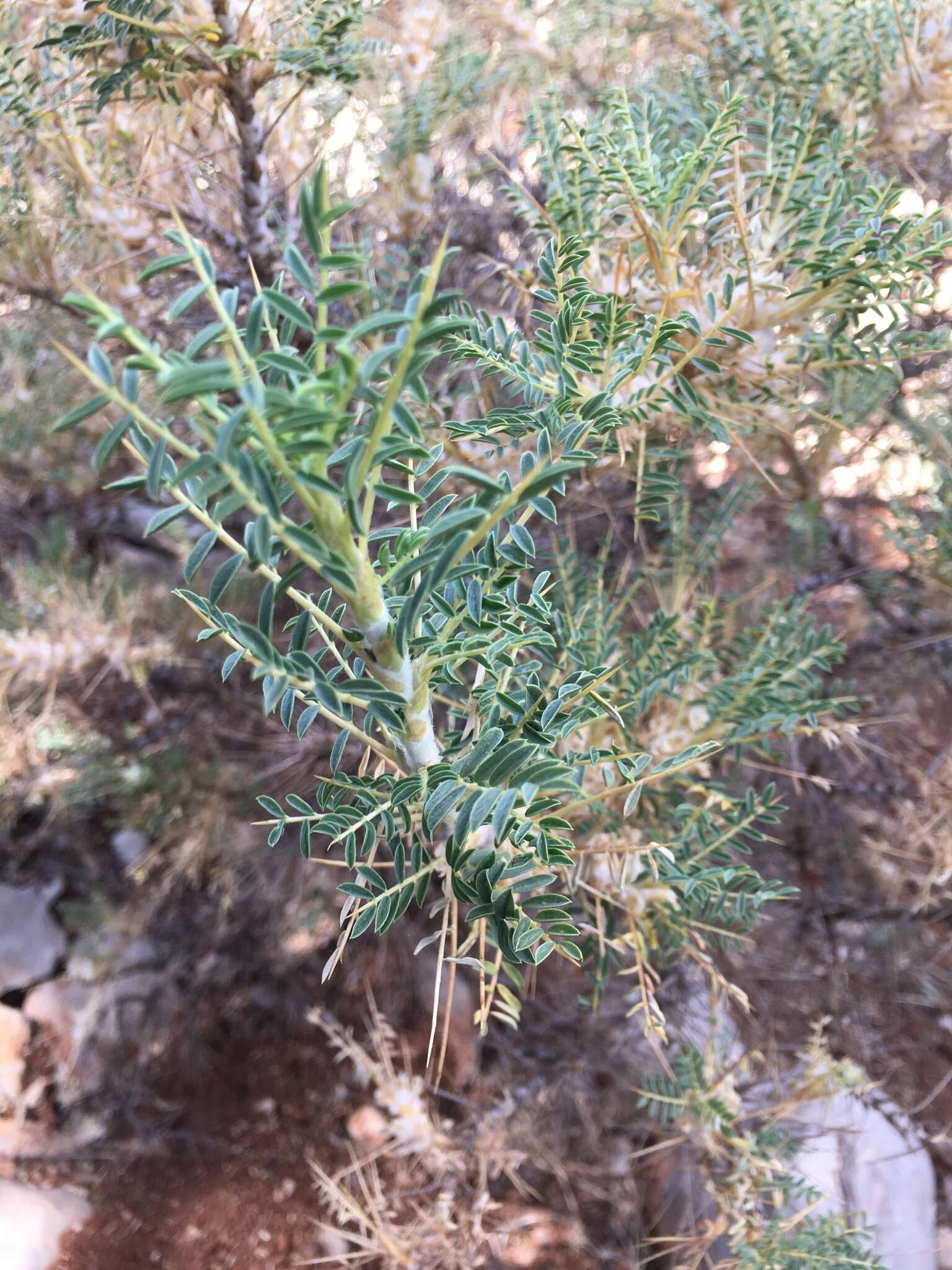 Image of gum tragacanth milkvetch