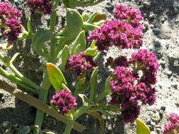 Cistanthe celosioides (Philippi) Carolin ex Hershkovitz resmi