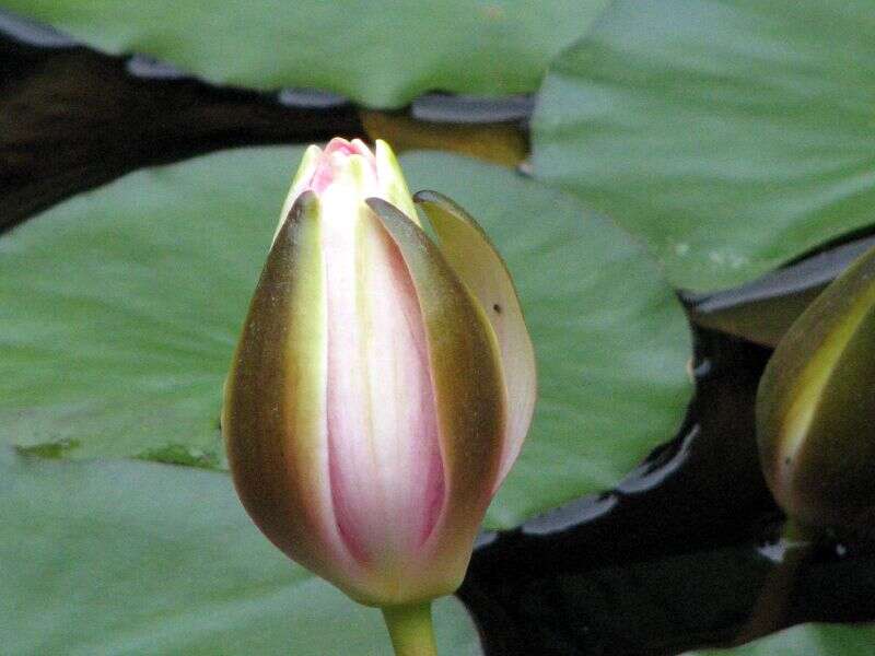 Image of sacred lotus