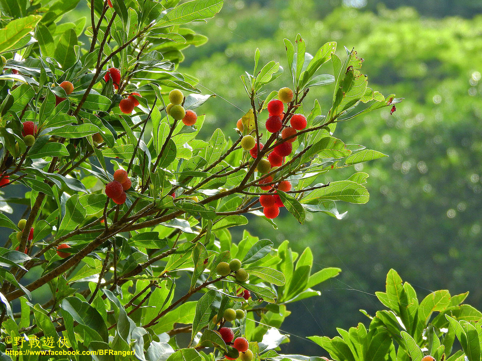 Morella rubra Lour. resmi