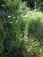 Image of Oxeye Daisy