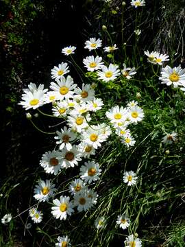 Image of Oxeye Daisy