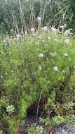 Image of Feay's prairie clover