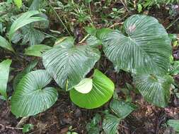 Sivun Philodendron grandipes K. Krause kuva