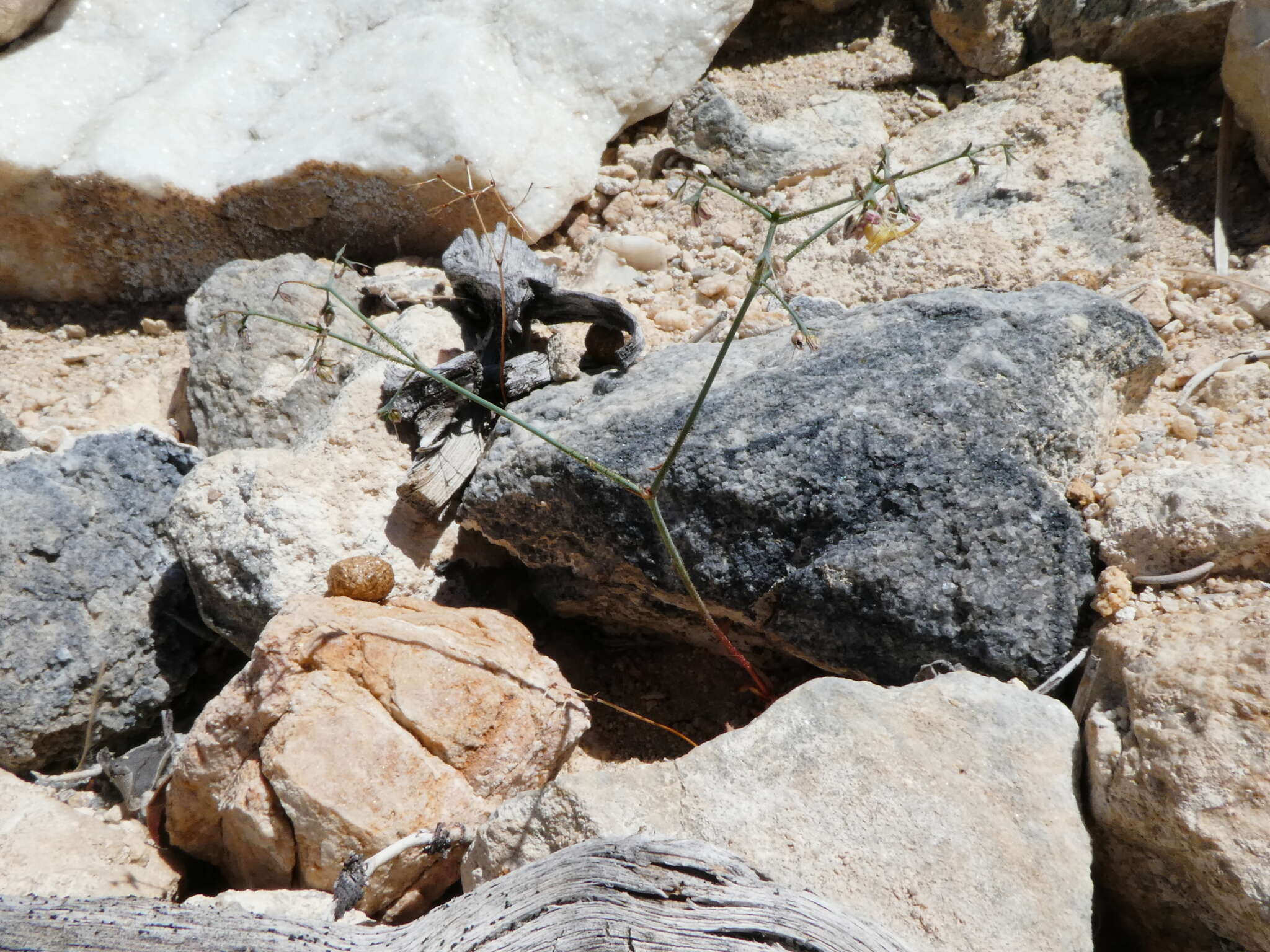 Imagem de Acanthoscyphus parishii (Parry) Small