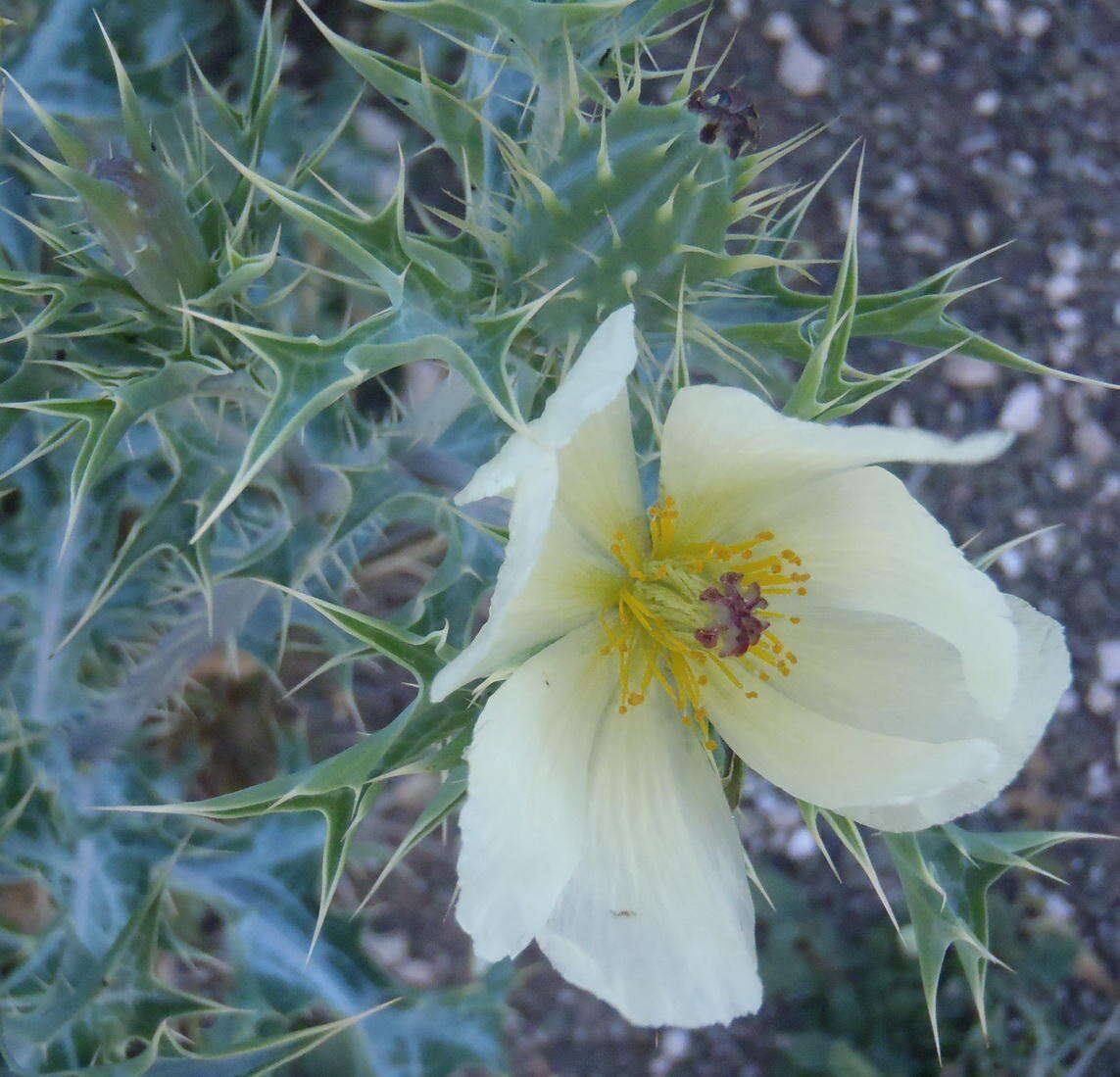 Image de Argemone ochroleuca subsp. ochroleuca