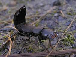 Image of Devil's Coach Horse