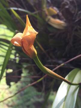 Image of Maxillaria egertoniana (Bateman ex Lindl.) Molinari