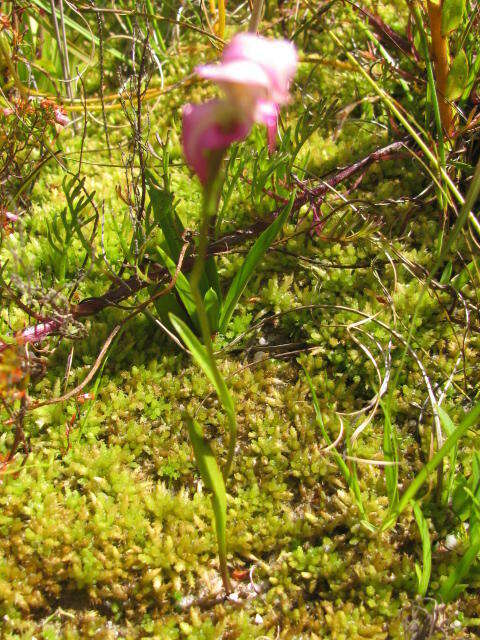 Image of Disperis paludosa Harv. ex Lindl.