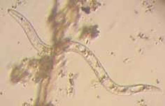 Image of nematodes
