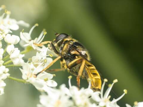 Imagem de Hadromyia pulchra (Williston 1882)