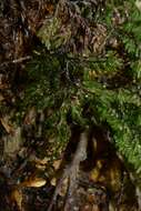 Image de Hymenophyllum villosum Col.