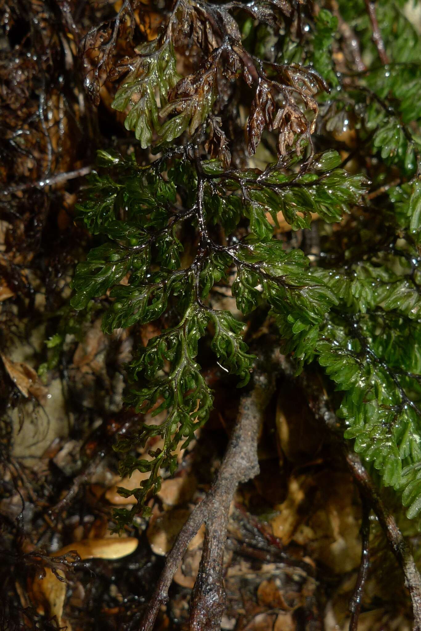 Image de Hymenophyllum villosum Col.