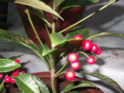 Image of Christmas berry