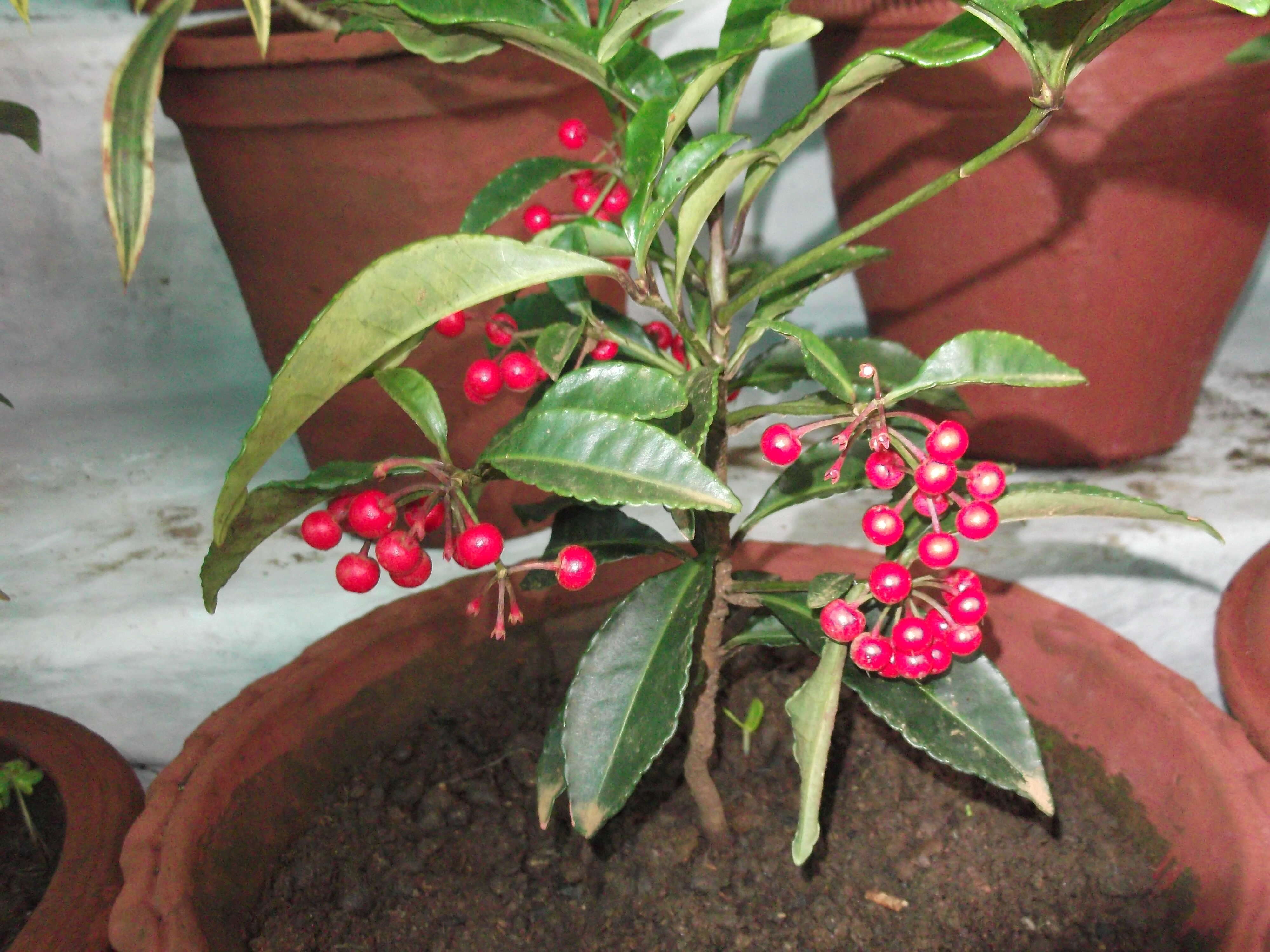 Image of Christmas berry