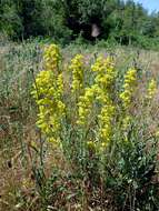 Image of Lady's Bedstraw