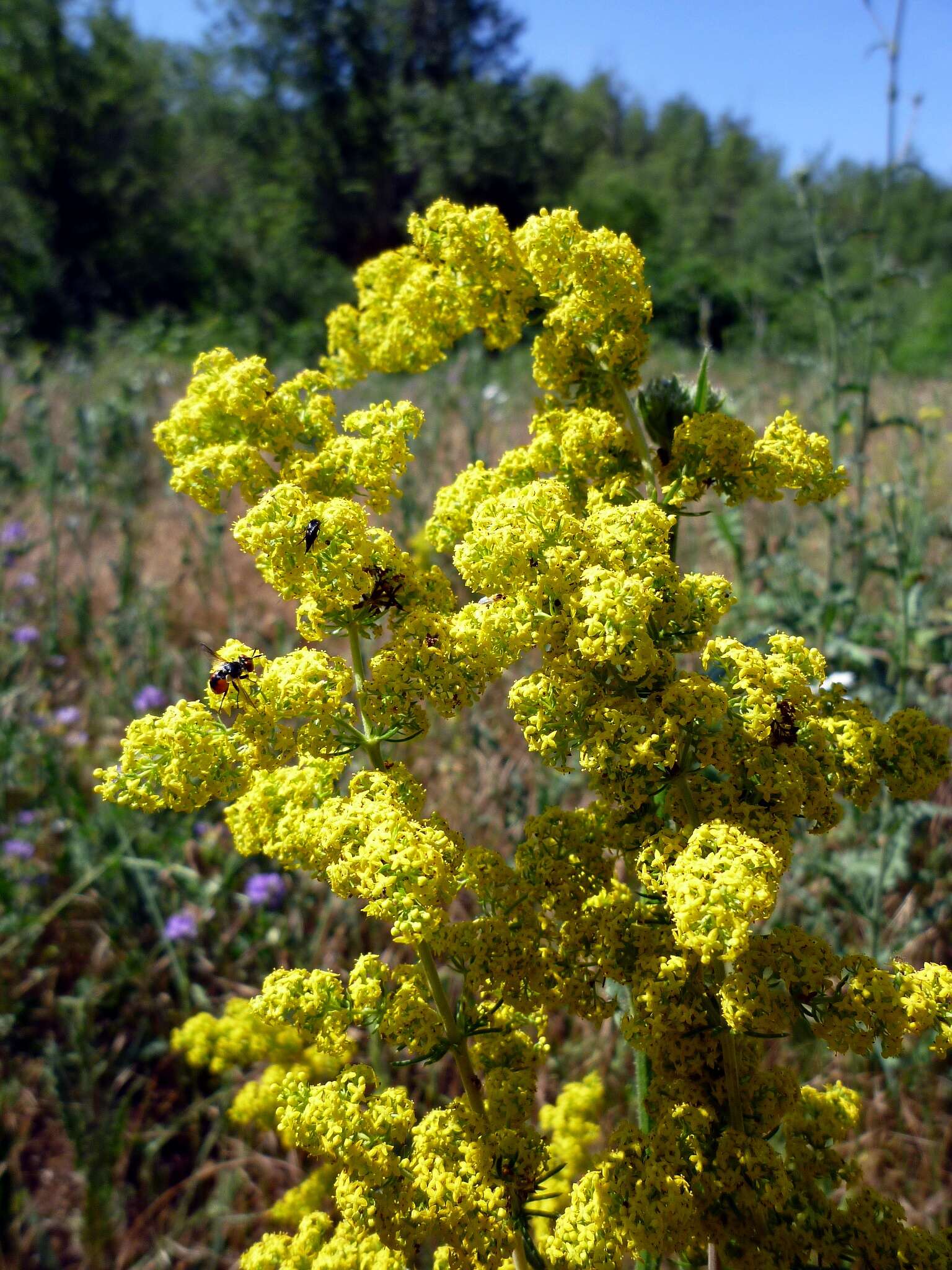 Image of Lady's Bedstraw