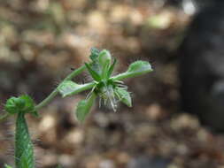 Image of Blumenbachia silvestris Poepp.