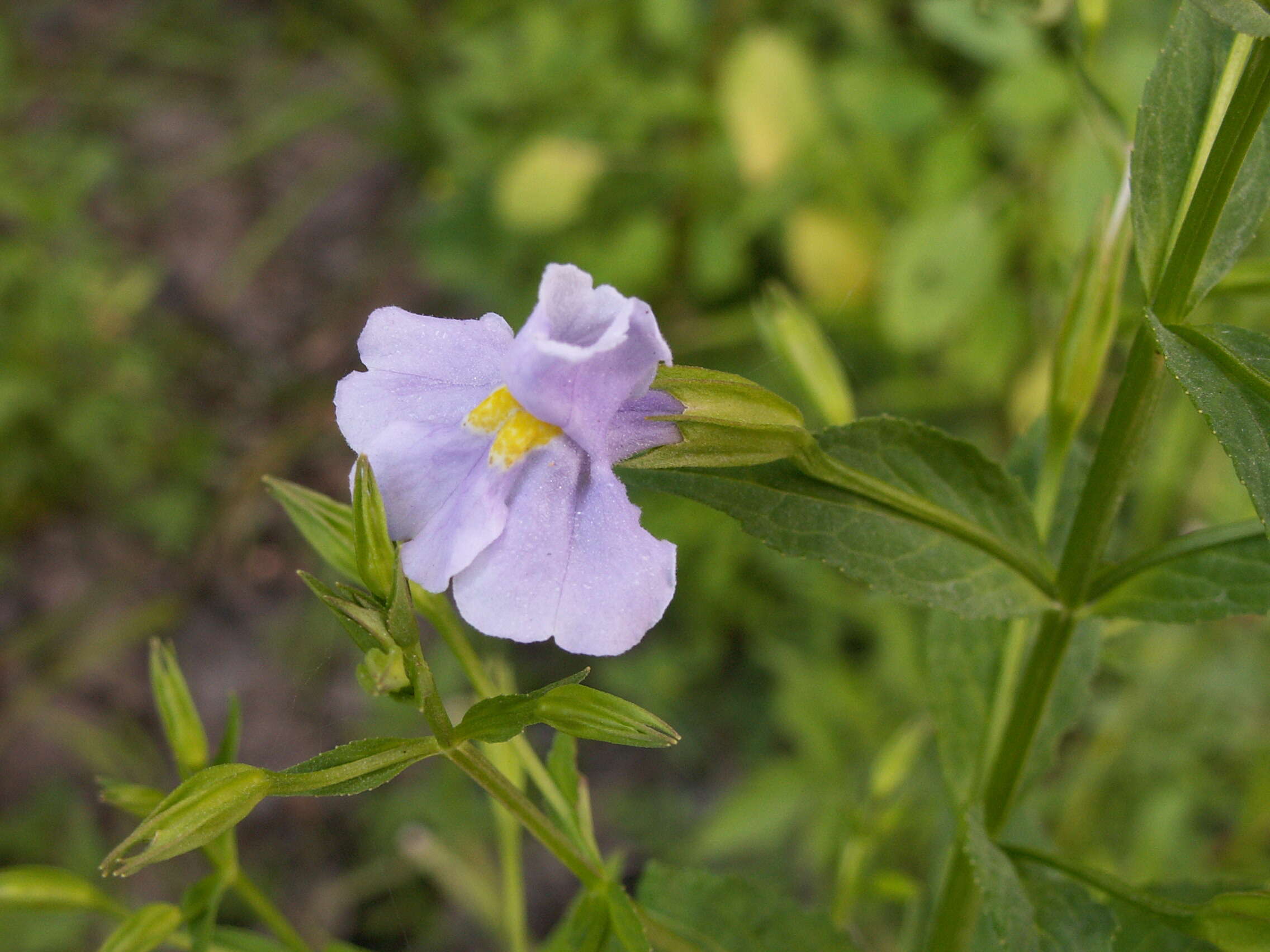 Plancia ëd Mimulus alatus Soland.