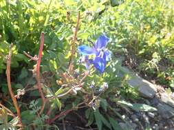 Plancia ëd Delphinium glareosum Greene