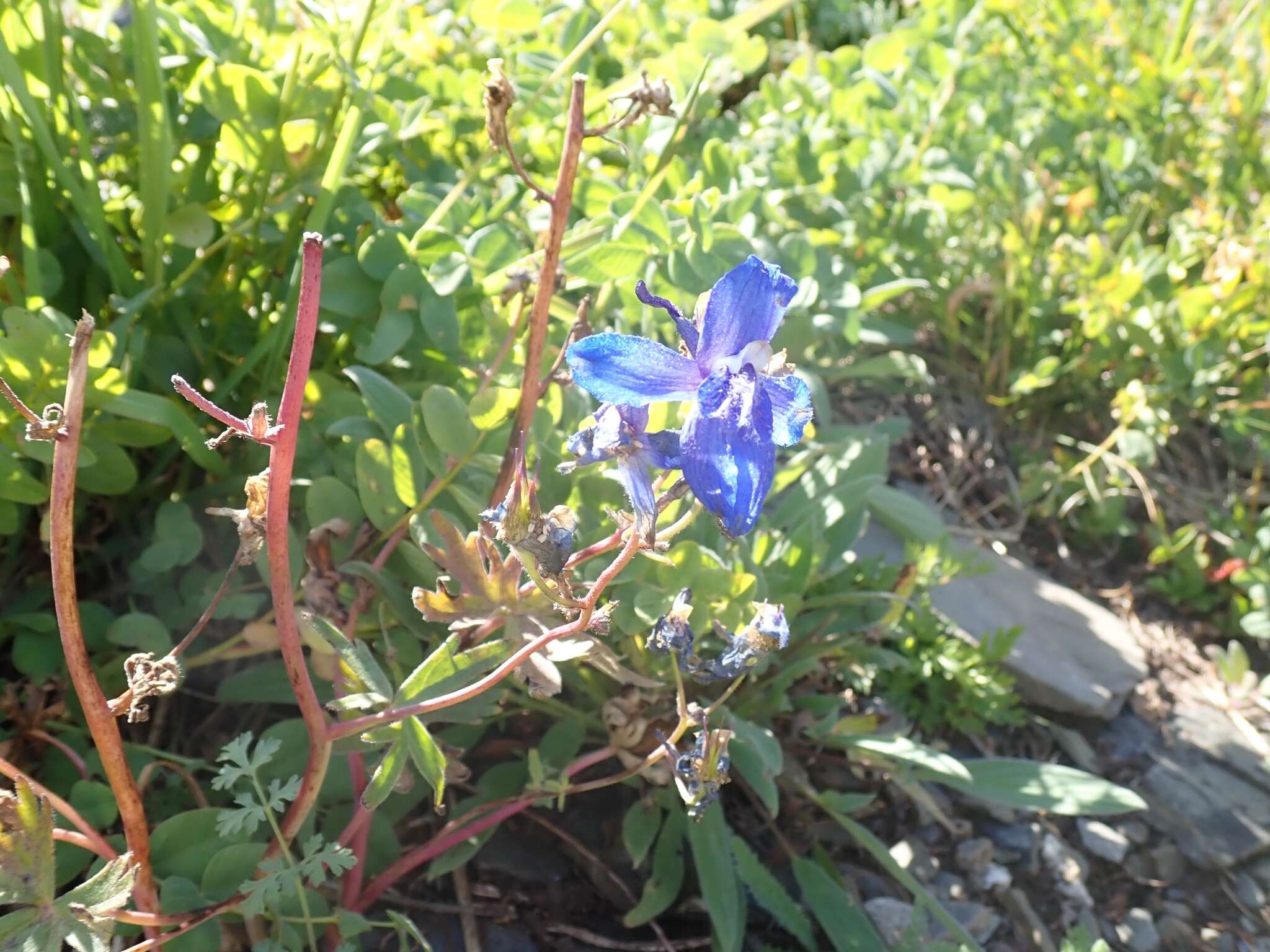 Plancia ëd Delphinium glareosum Greene