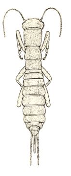Image of Northern Rock Crawler