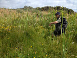 Image of Eleocharis acuta R. Br.