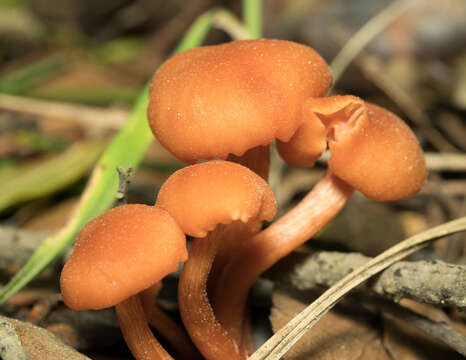 Image of Laccaria laccata (Scop.) Cooke 1884