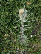 Image of white thistle