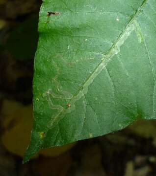 Image of Stigmella rhoifoliella (Braun 1912) Newton et al. 1982