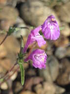 Imagem de Galeopsis angustifolia Ehrh. ex Hoffm.