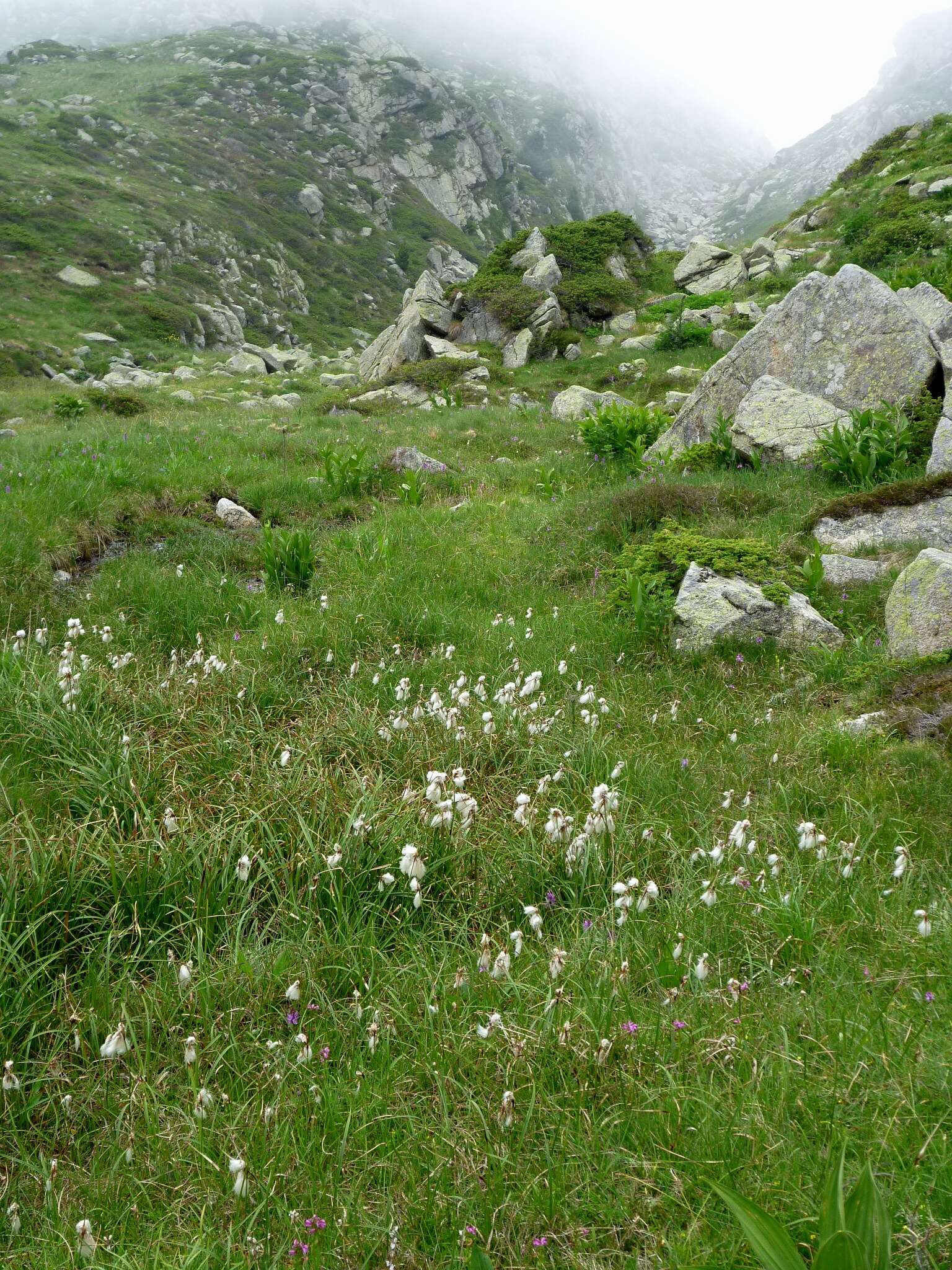 Image of common cottongrass