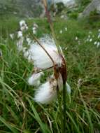 Image of common cottongrass