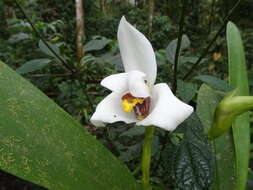 Sivun Maxillaria grandiflora (Kunth) Lindl. kuva