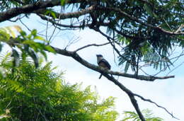 Image of Buff-bellied Puffbird