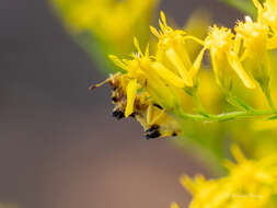 Imagem de Phymata fasciata mystica Evans 1931