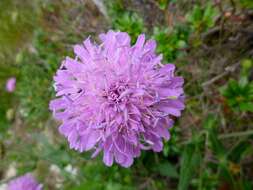 Image of Devil’s Bit Scabious