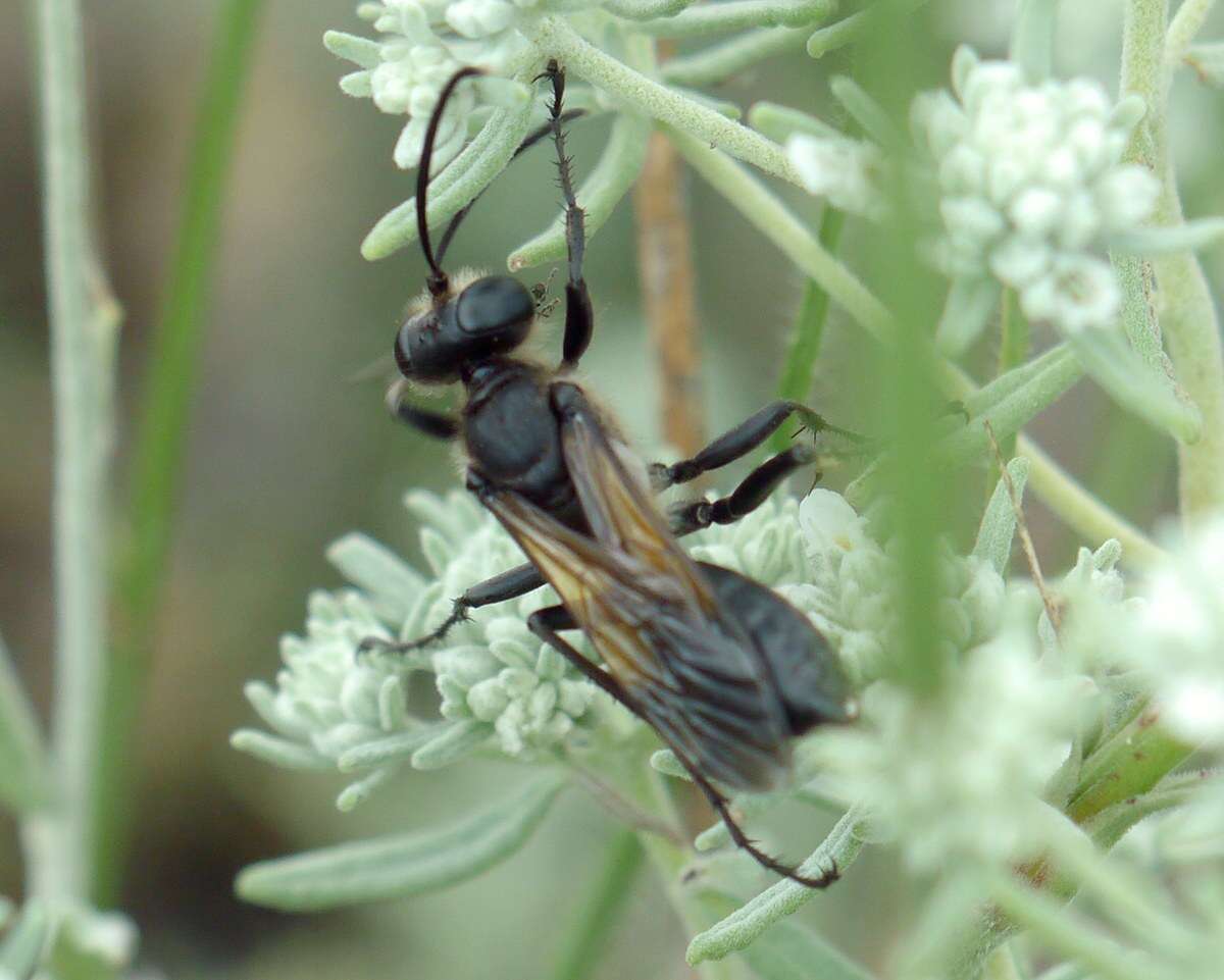 صورة Sphex leuconotus Brullé 1833