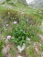 Image of Devil’s Bit Scabious