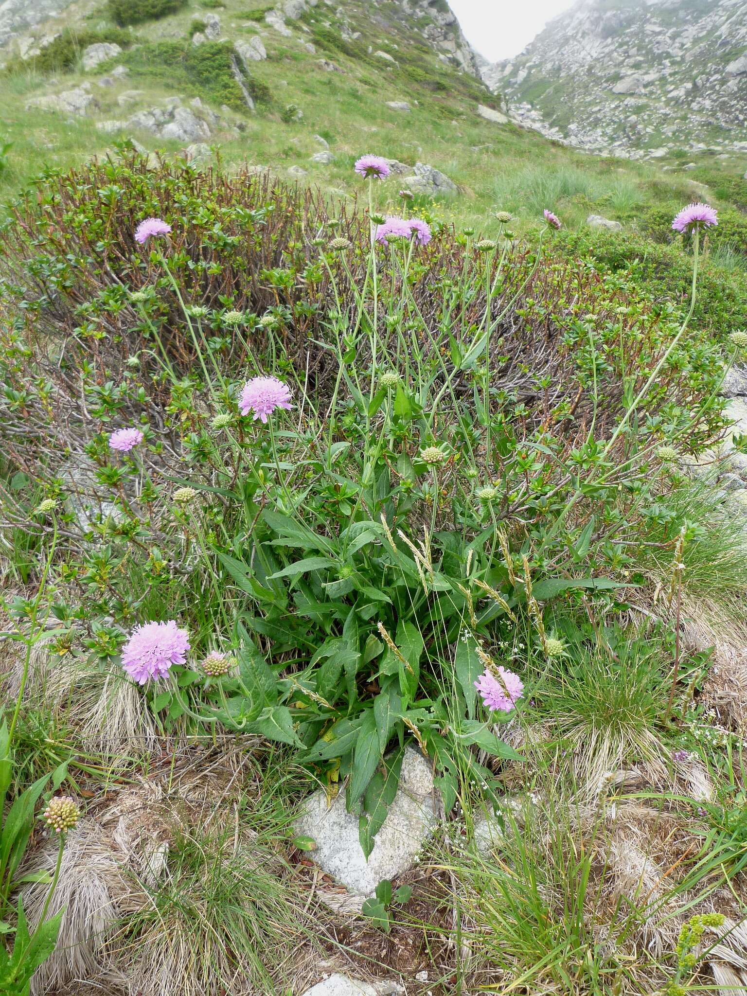 Image of Devil’s Bit Scabious