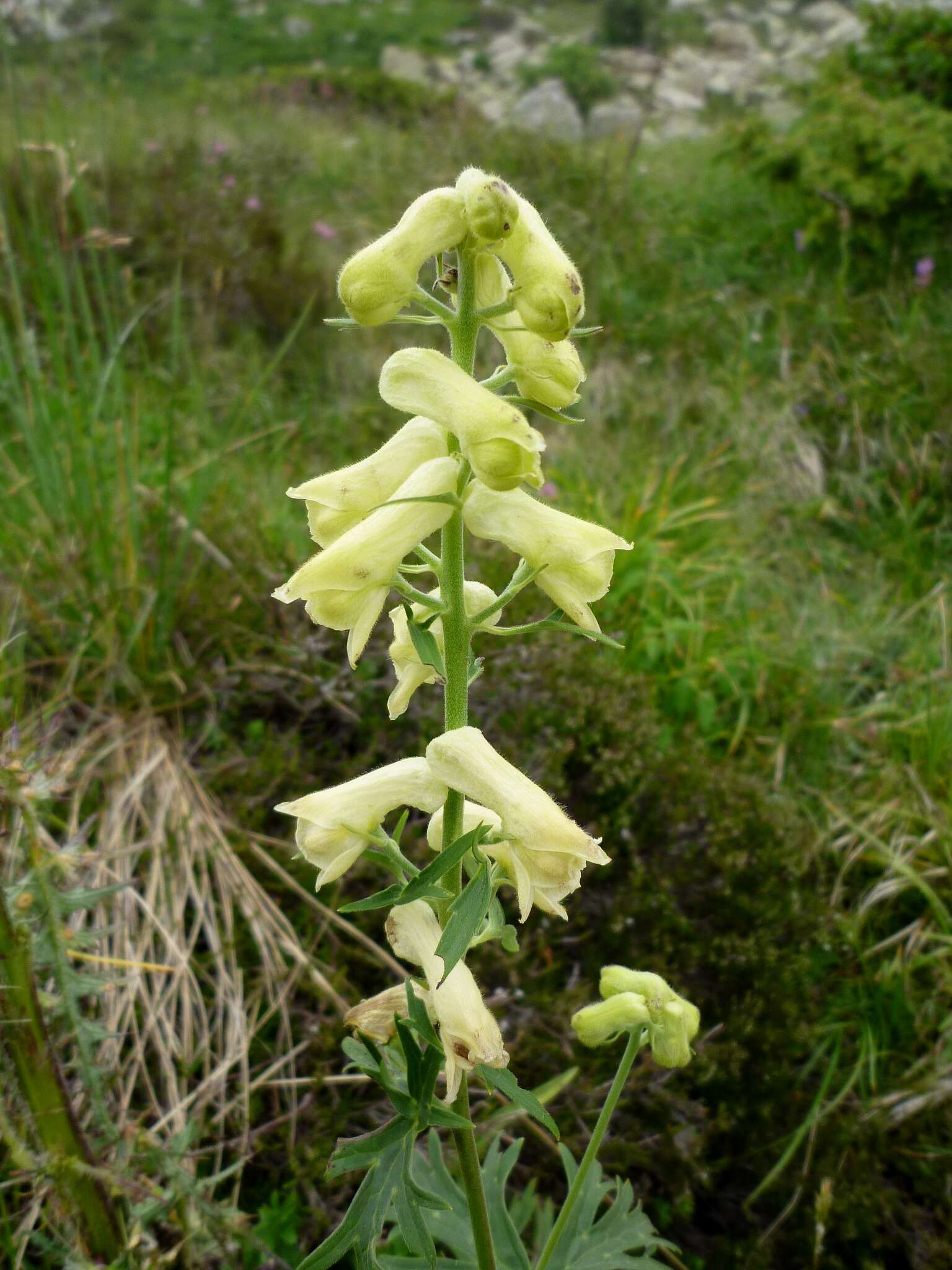 Image of monkshood