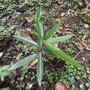 Pouteria dictyoneura subsp. fuertesii (Urb.) Cronquist resmi