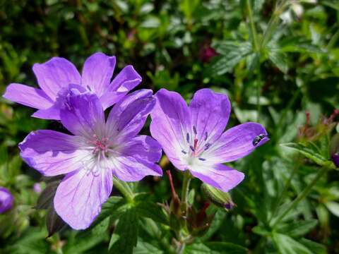 Image of Wood Crane's-bill