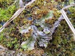 Image de Marchantia polymorpha subsp. ruderalis Bischl. & Boissel.-Dub.