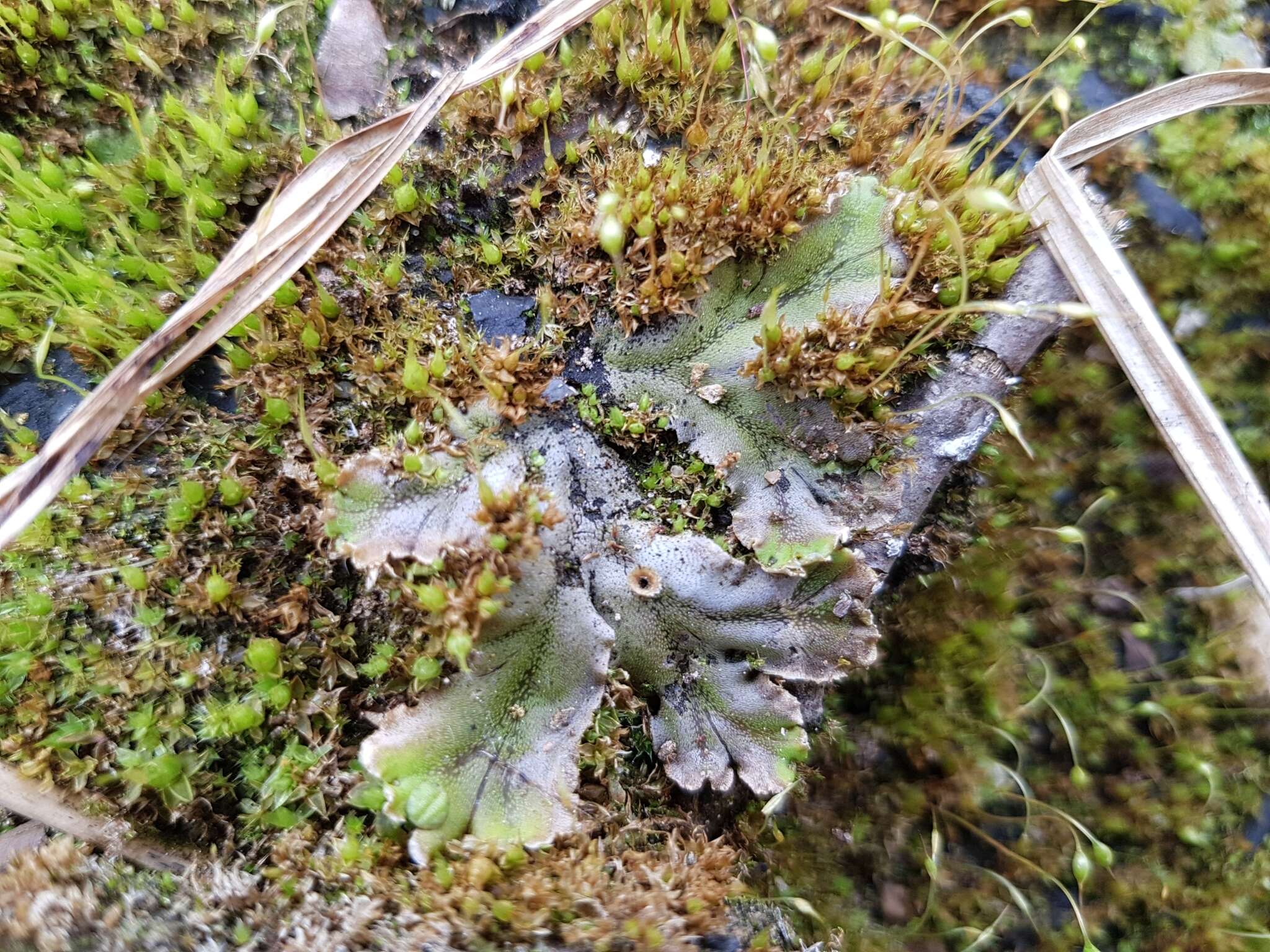 Image of Marchantia polymorpha subsp. ruderalis Bischl. & Boissel.-Dub.