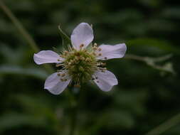 Image of white avens